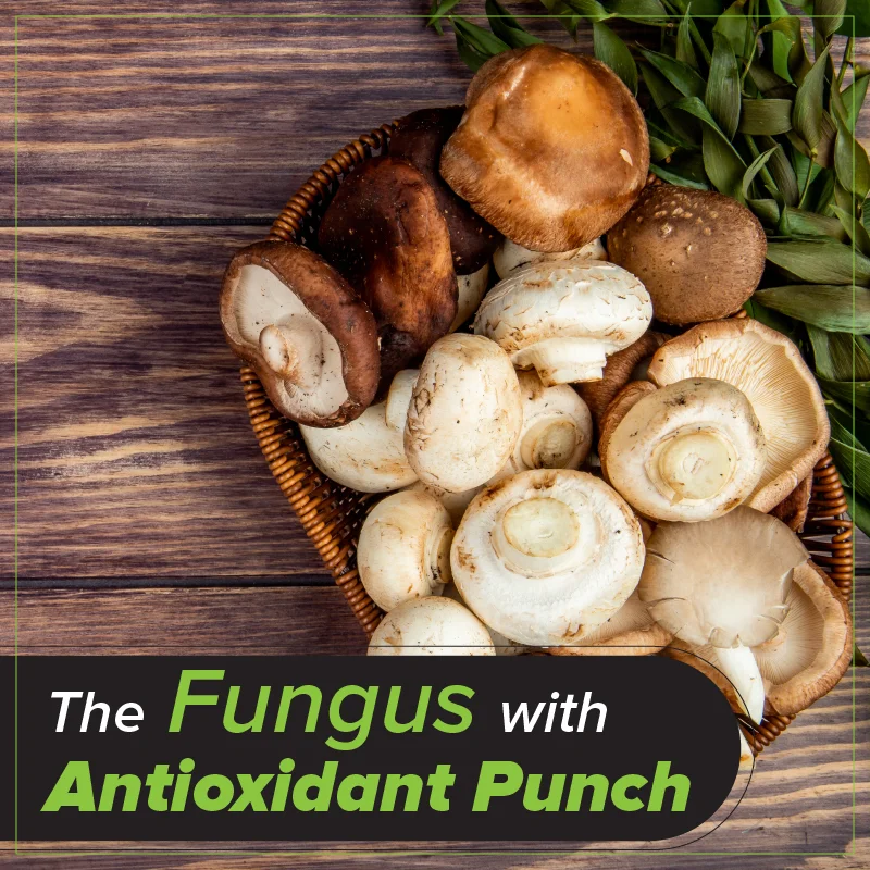 The Fungus With Antioxidant Punch