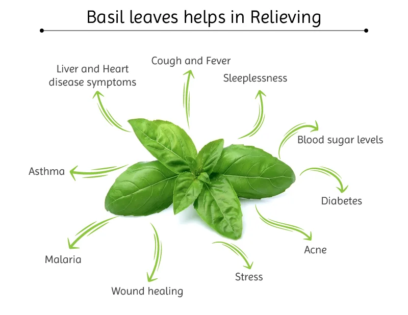 The Many Health Benefits of Basil Healthmug