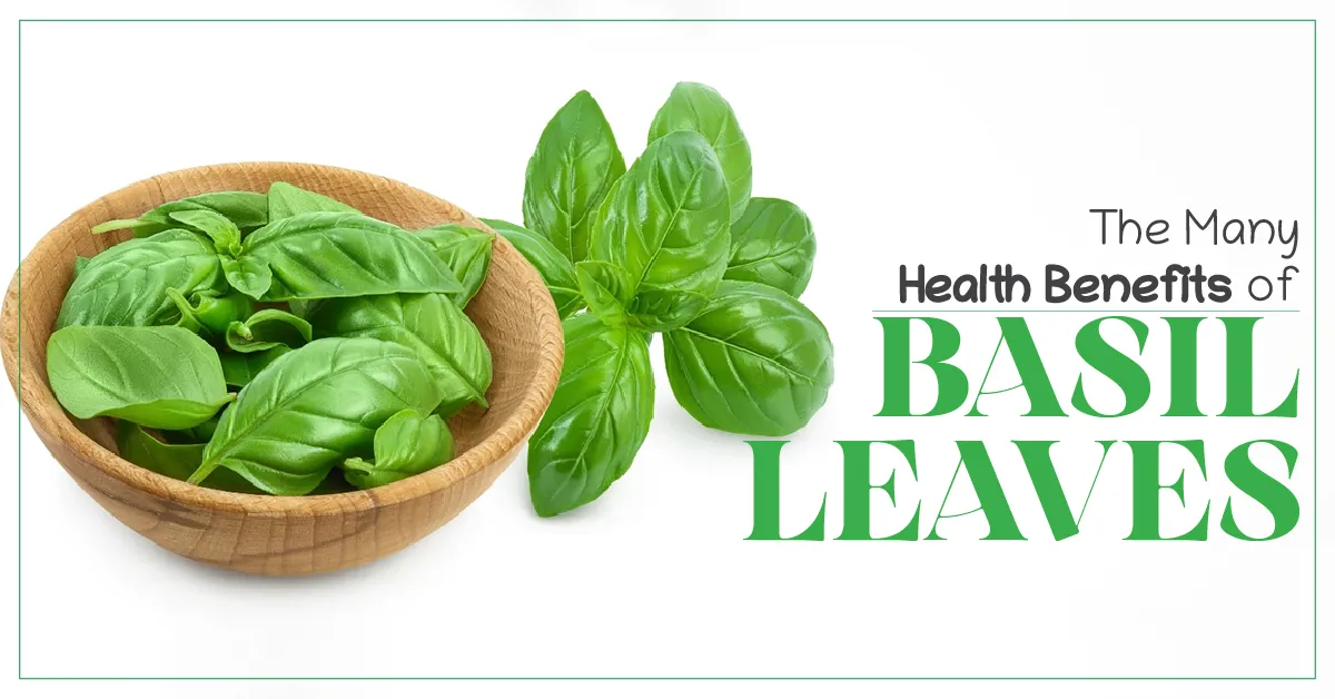 The Many Health Benefits of Basil Healthmug