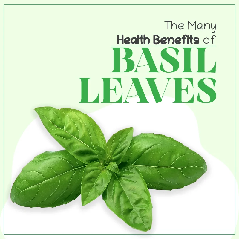 The Many Health Benefits of Basil Healthmug