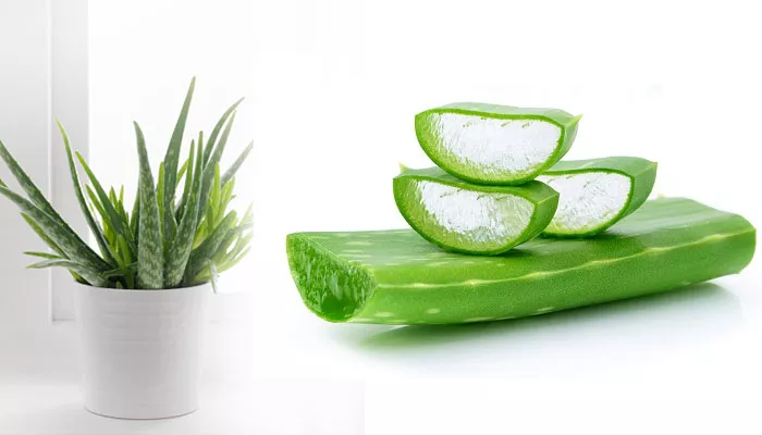 Health benefits of Aloe Vera (Ghritkumari)