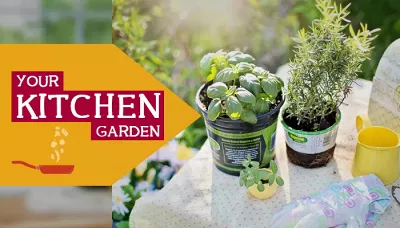Good Health Right From Your Kitchen Garden (Part 2)