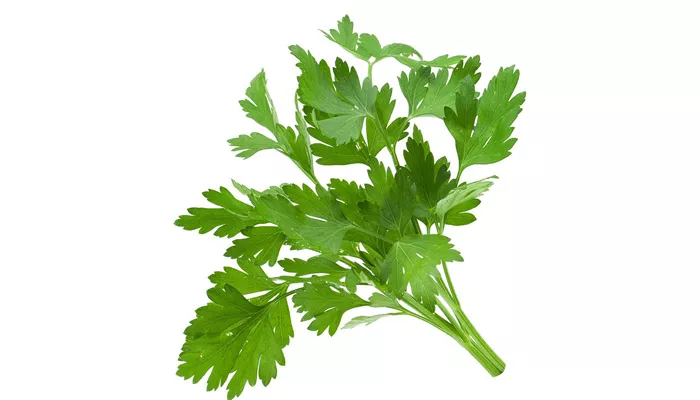 Coriander for dengue treatment