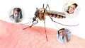 All You Need To Know About Dengue
