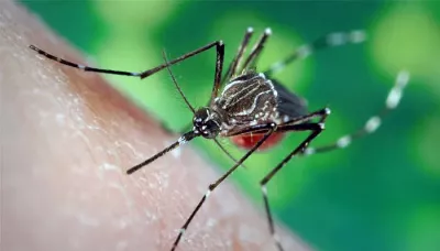 All You Need To Know About Chikungunya!
