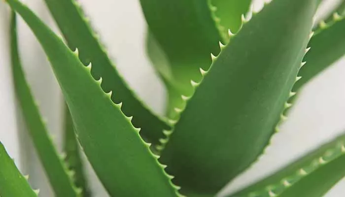 Aloe Vera Oil