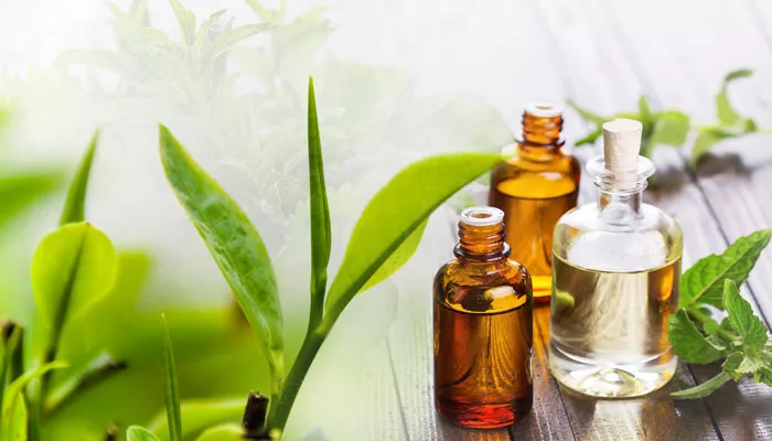 Tea Tree Oil: 6 Benefits You Need To Know